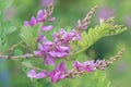 True indigo Indigofera tinctoria, leaves and twigs Royalty Free Stock Photo